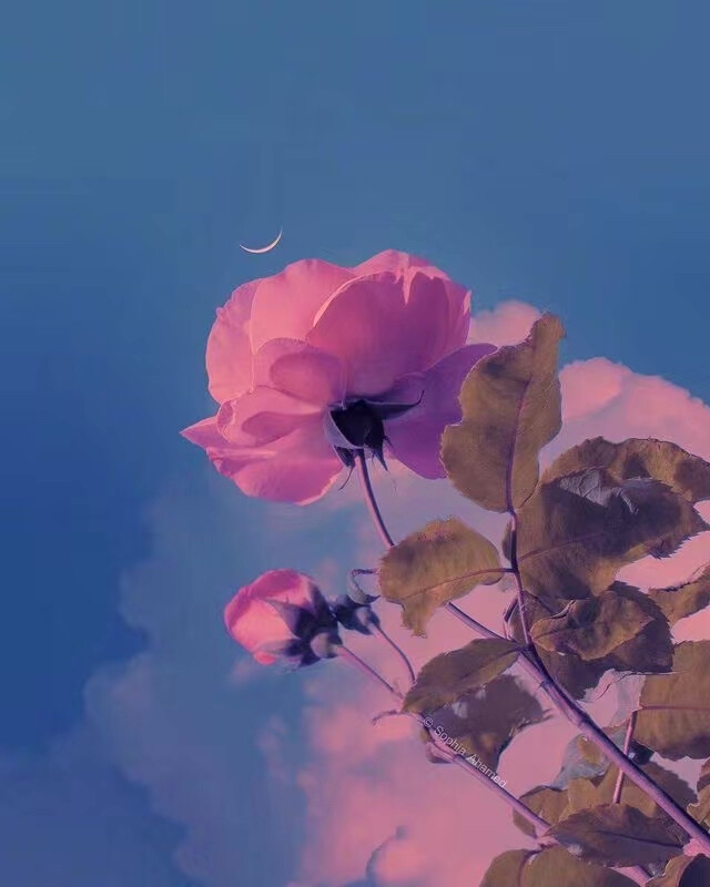 ——
『月明花满枝』
ins：sophiaahamed ​​​