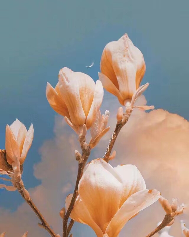 ——
『月明花满枝』
ins：sophiaahamed ​​​