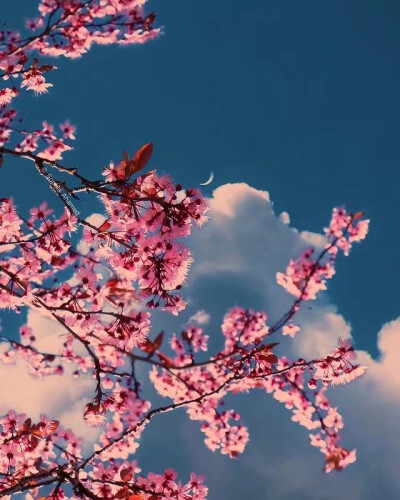 ——
『月明花满枝』
ins：sophiaahamed ​​​