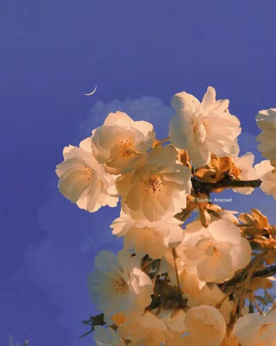 ——
『月明花满枝』
ins：sophiaahamed ​​​