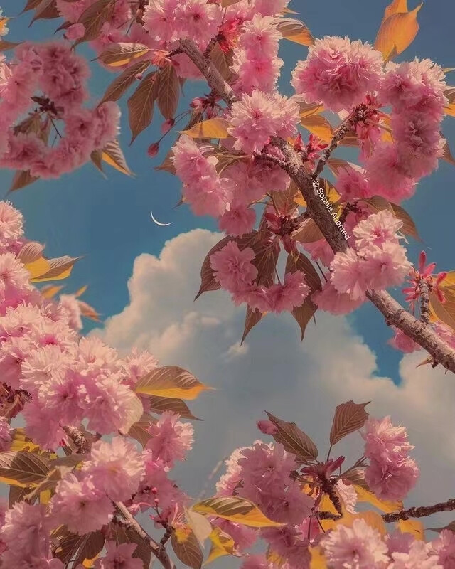 ——
『月明花满枝』
ins：sophiaahamed ​​​