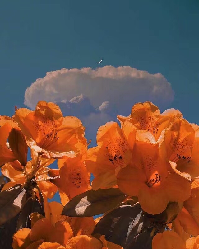 ——
『月明花满枝』
ins：sophiaahamed ​​​