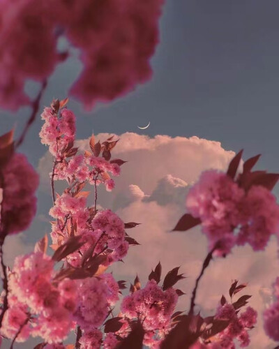 ——
『月明花满枝』
ins：sophiaahamed ​​​