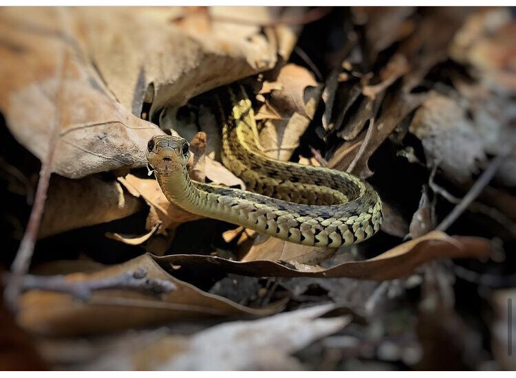 剑纹带蛇指名亚种
Thamnophis sirtalis