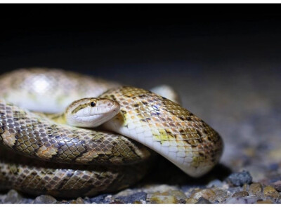 Arizona elegans arenicola
Texas glossy snake