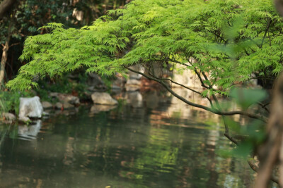 像植物一样绚烂又静美