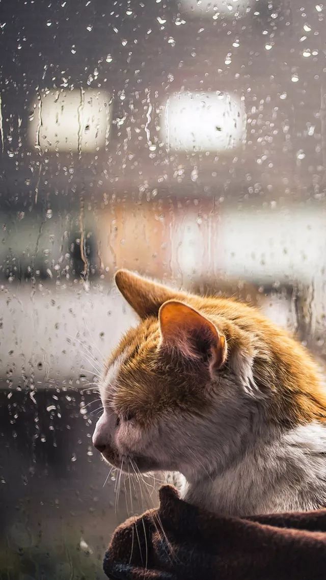 雨