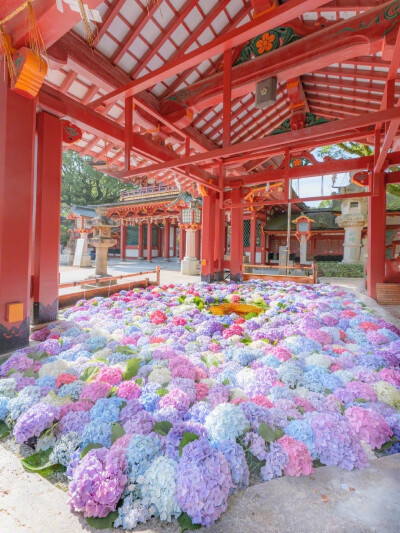 紫阳花