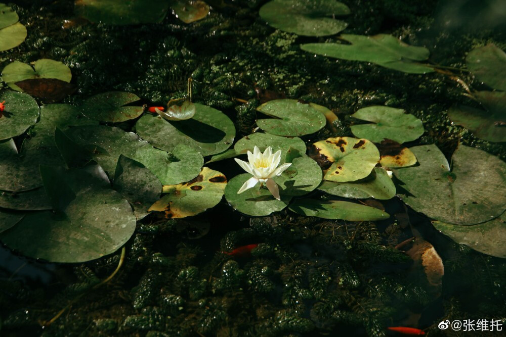 夏日秘密花园