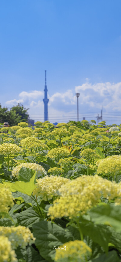  夏 至 已 至 ❀ 锁屏/ 壁纸 