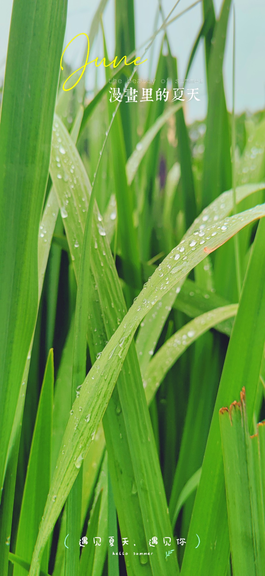 下雨天也可以拍好看的壁纸!