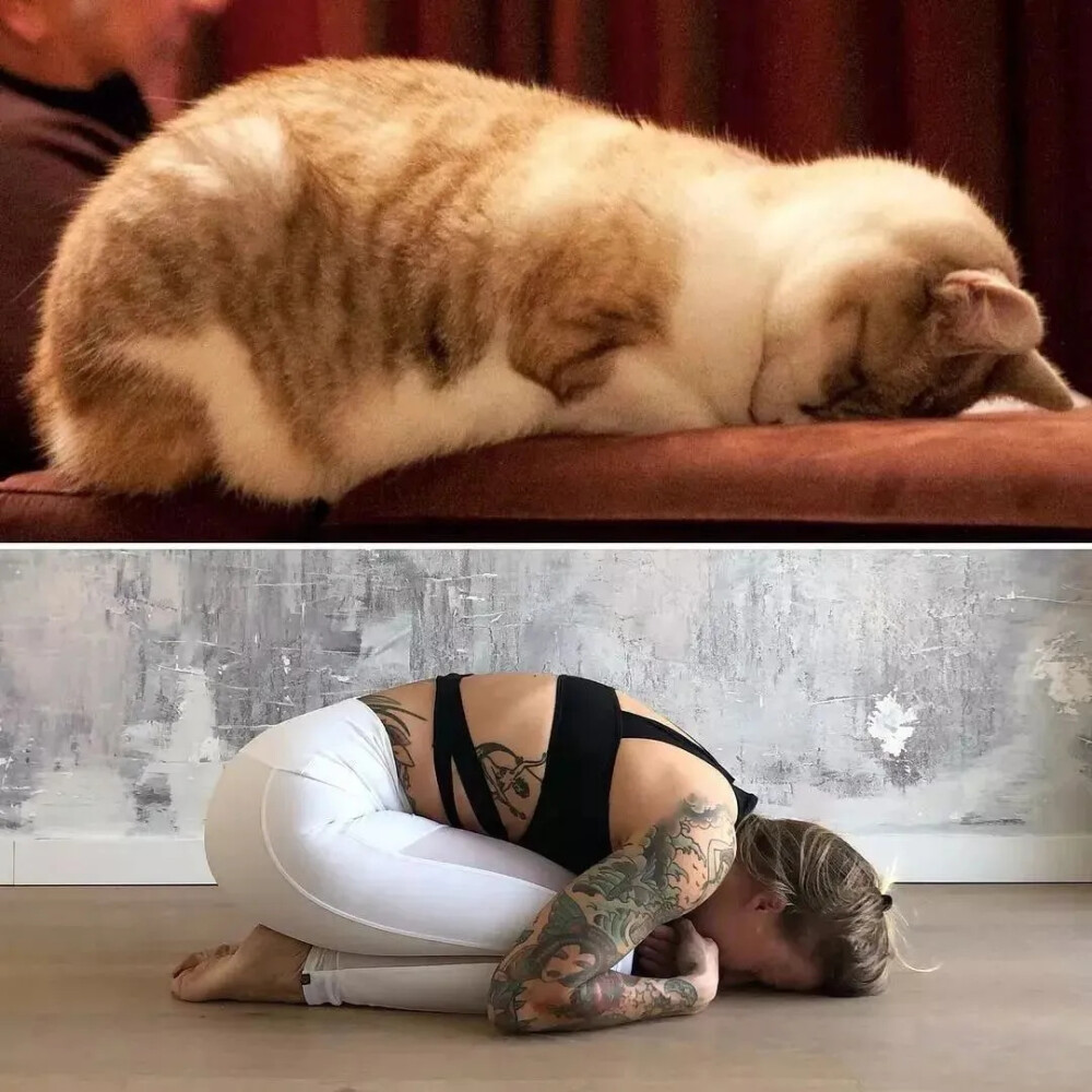 这年头，看见有人做瑜伽并不稀奇
但是，你是否好奇
若动物做起瑜伽来会是什么样子？
我想，一定是萌坏了吧！
动物“瑜伽”有妙招
不仅我们人类爱瑜伽
动物界也有非常多的“瑜伽高手”#瑜伽##阿斯汤伽# ​​​