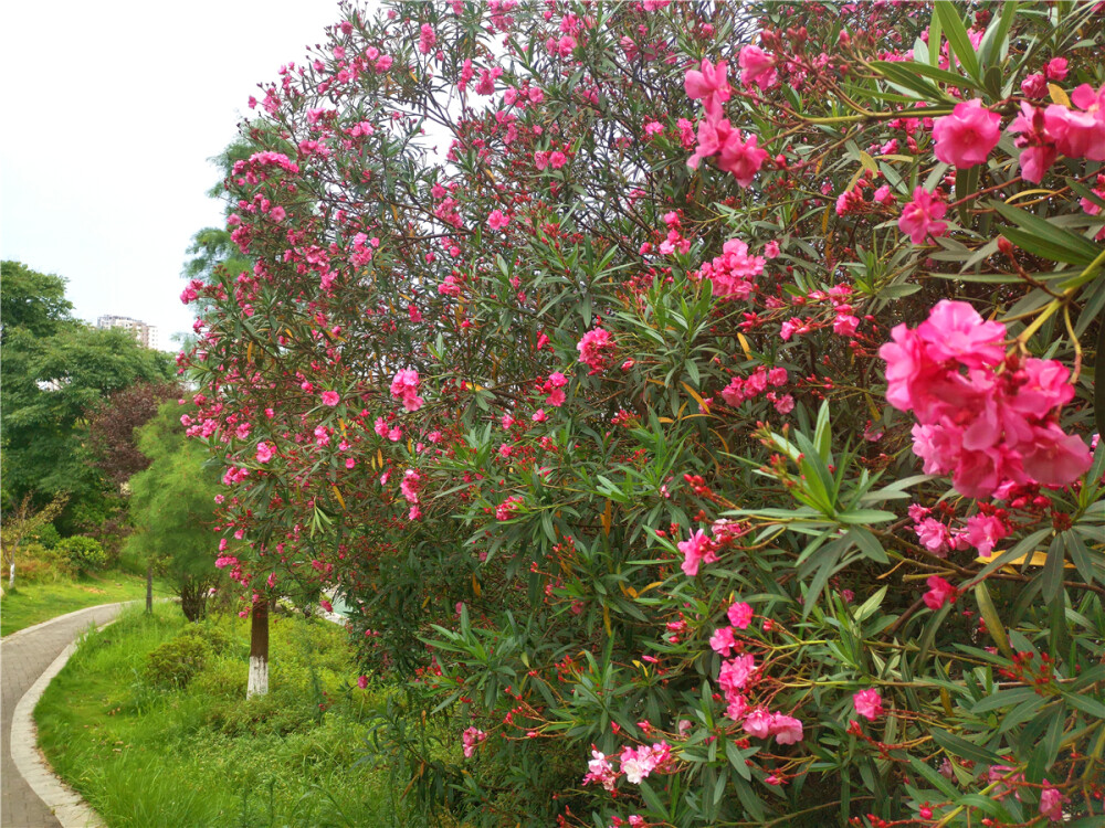 美丽吉安：夹竹桃花娇艳怒放 成为夏天一道亮丽风景
夏天是夹竹桃花怒放的季节。连日来，在江西吉安城区的公园里、路边上,成片的夹竹桃花娇艳怒放,一朵一朵、一丛一丛，红得似火、白得像雪，开得花团锦簇，开得美不胜收，成为夏天一道亮丽的风景线。（摄/肖勇）