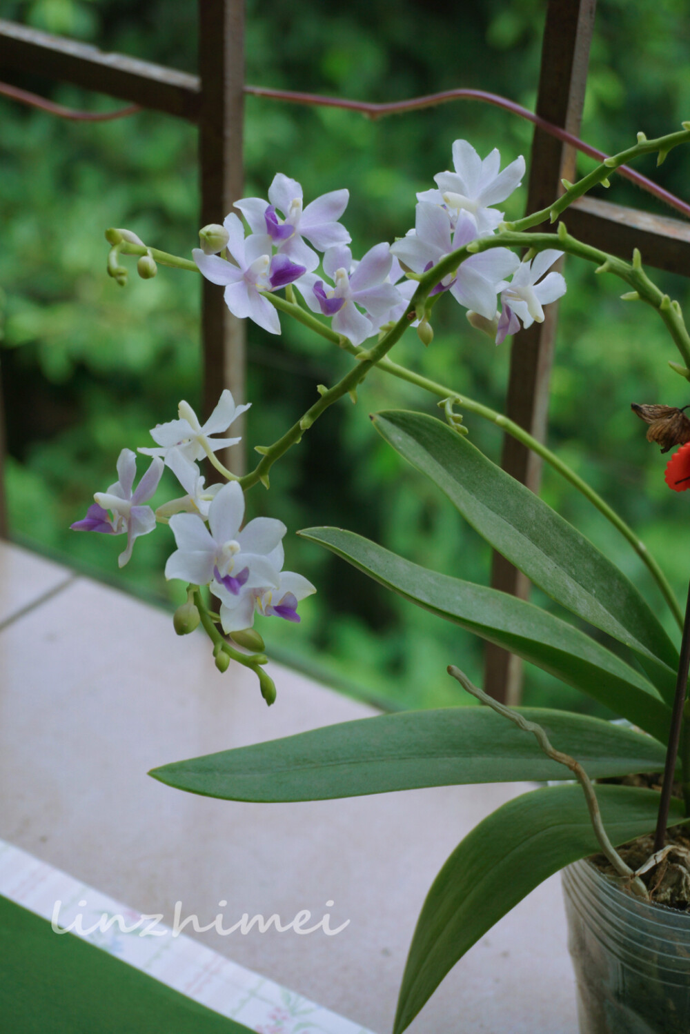 半昏半醒日复日，花开花落年复年。