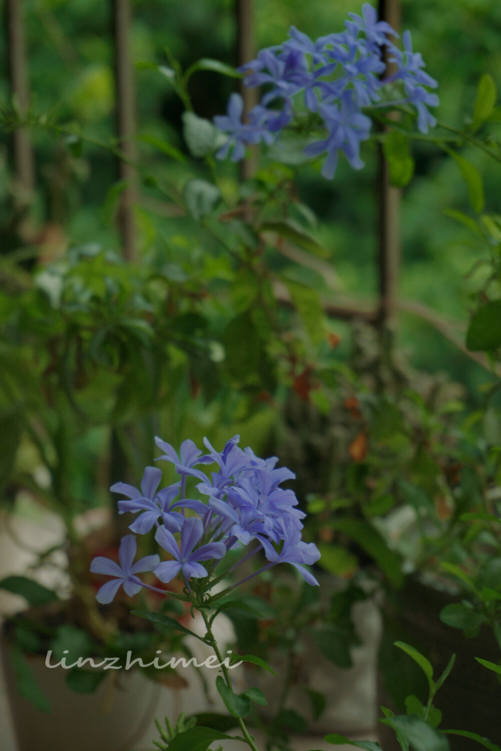 半昏半醒日复日，花开花落年复年。