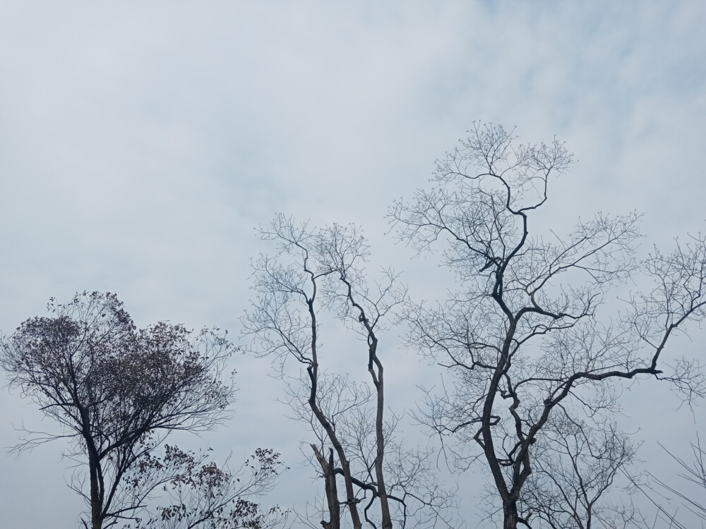 背景（树枝）