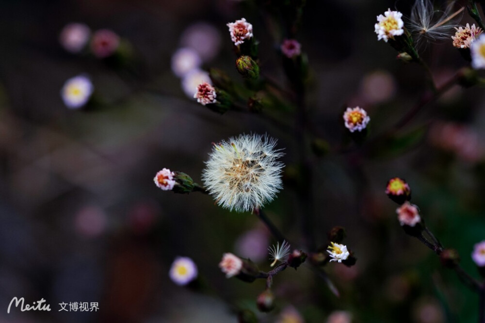 照片