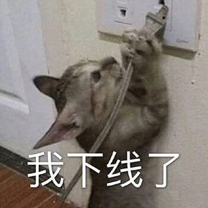 小猫猫