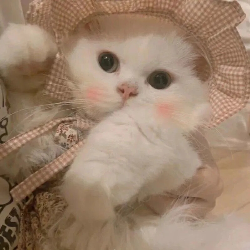 可爱的猫猫~