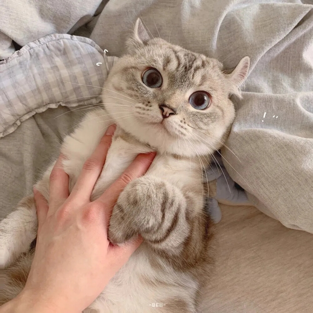 可爱的猫猫~