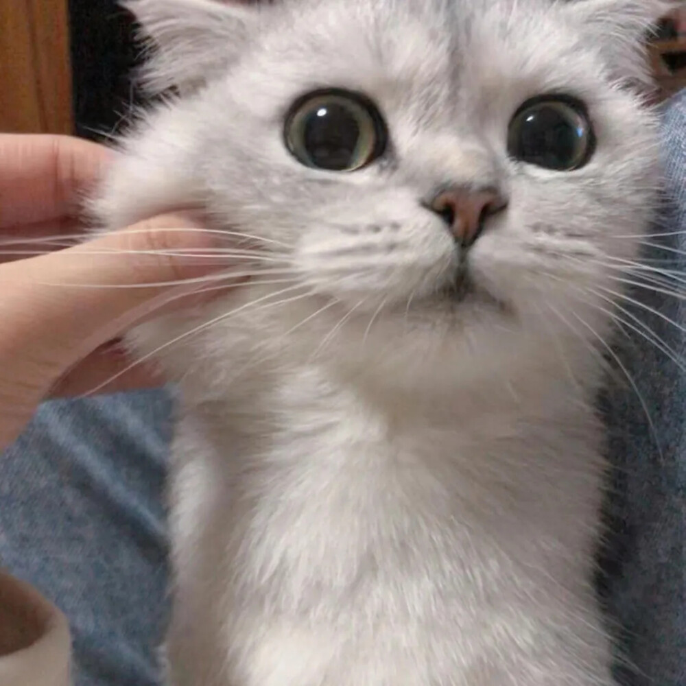 可爱的猫猫~
