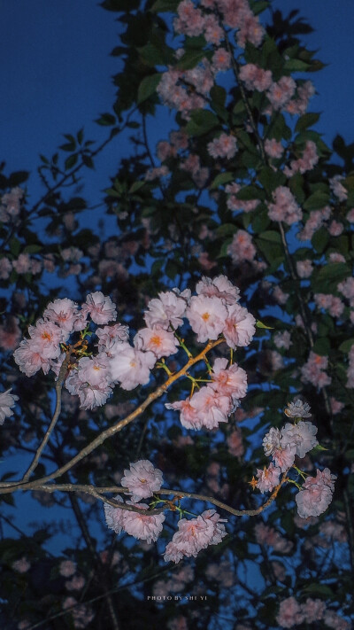 把樱花交给春天，把星光交给黑夜
安静温柔的女孩子的手机壁纸
照片:SHI YI