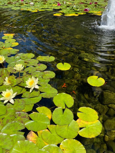 花的城市