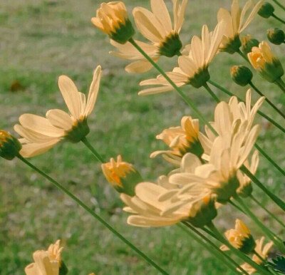 背景图 鲜花