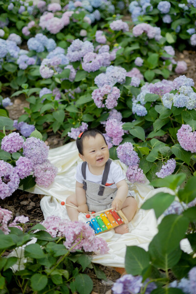 绣球花丛里的小朋友
摄影：洪小漩
出镜：菲比
城东公园的绣球花近日已经不剩太多了。
幸好五月底已经带菲比去光顾了一轮。当时带了一片薄薄的绸布，将菲比置于绚烂的花丛间，人来人往，大家还冲着她打招呼，可惜…