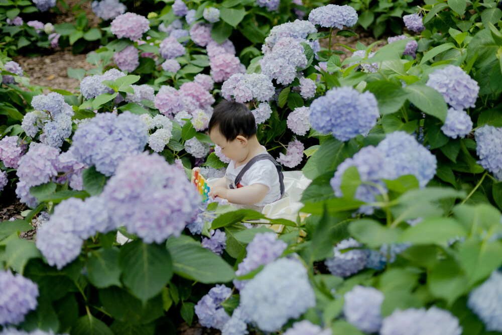 绣球花丛里的小朋友
摄影：洪小漩
出镜：菲比
城东公园的绣球花近日已经不剩太多了。
幸好五月底已经带菲比去光顾了一轮。当时带了一片薄薄的绸布，将菲比置于绚烂的花丛间，人来人往，大家还冲着她打招呼，可惜她只会张开手臂哭着要我抱。
自从当了妈妈后，最大的感受莫过于孩子一日接着一日长大的新鲜感。这几日她已经会攀着东西站立，而且站的十分不错。会跟着小度里的儿歌扭扭小屁股，挥挥小胳膊。
每天下班回家，她都会扬起笑脸，嘴巴不停发着memememe的音符，不知道是在唤我还是想吃东西。只要一逗她，她便咯咯咯咯地笑个不停，有时候猛地发出一声尖叫，我和阿科便不禁要交换一下满是笑意的眼神。
不舍得让她