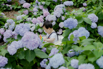 绣球花丛里的小朋友
摄影：洪小漩
出镜：菲比
城东公园的绣球花近日已经不剩太多了。
幸好五月底已经带菲比去光顾了一轮。当时带了一片薄薄的绸布，将菲比置于绚烂的花丛间，人来人往，大家还冲着她打招呼，可惜…