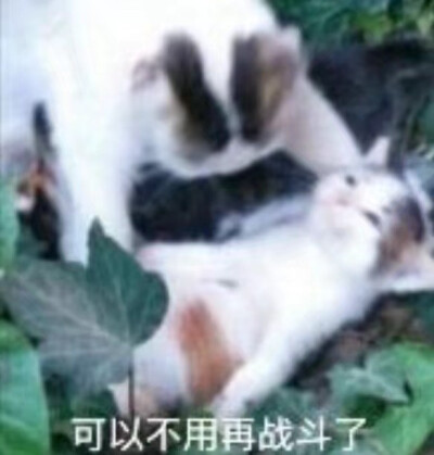 猹