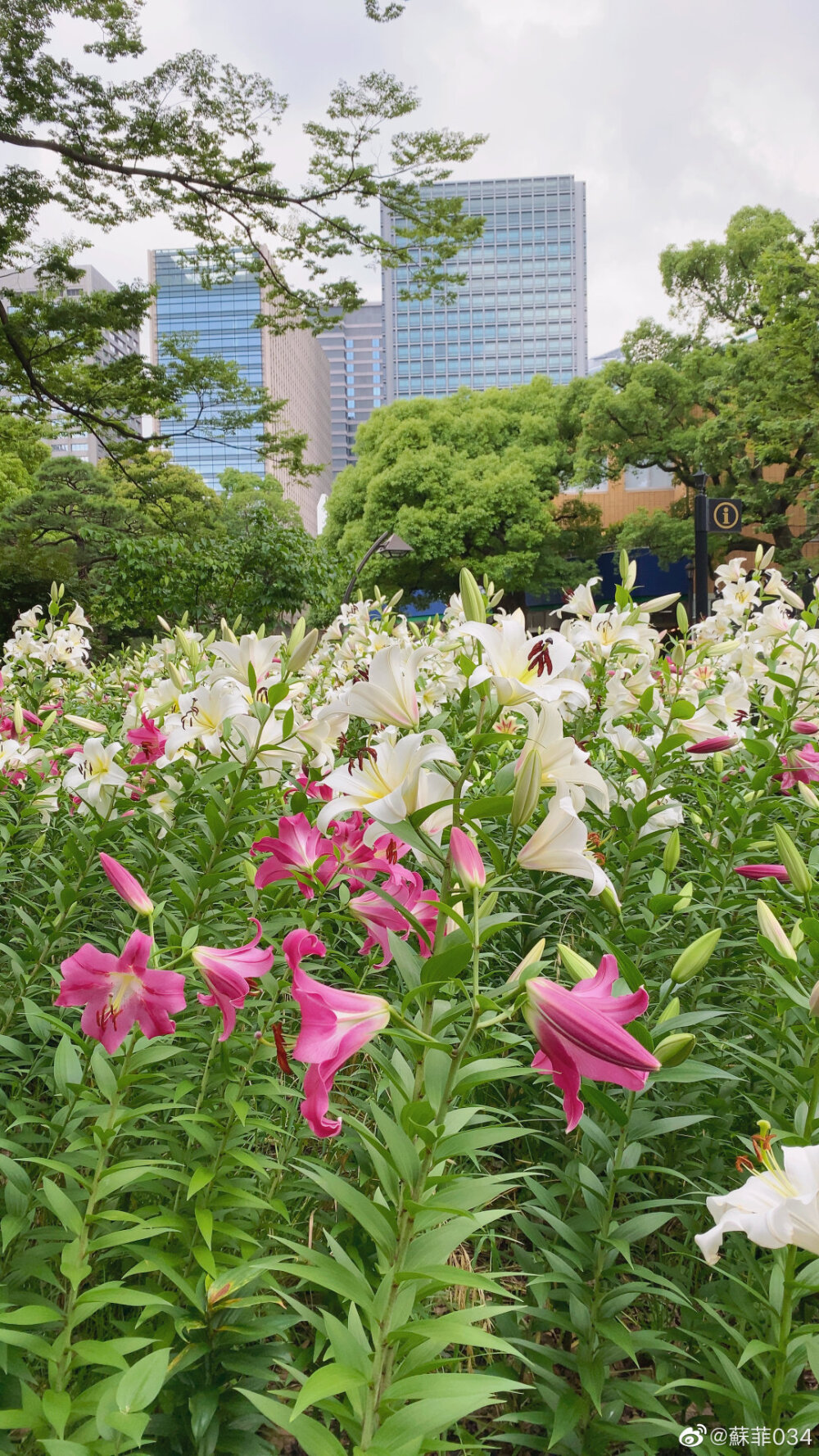 百合花