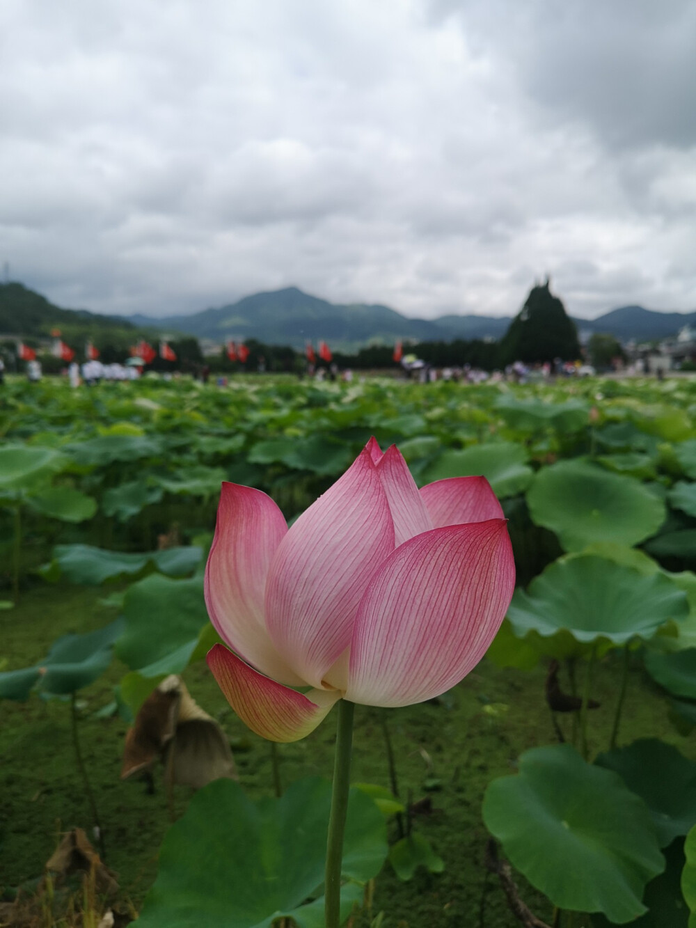 夏·荷 一别经年又一夏
（古田会址前荷塘）