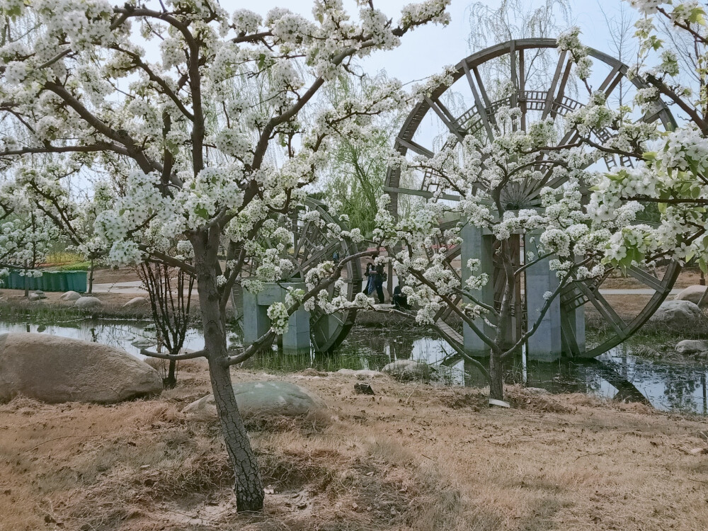 花与水