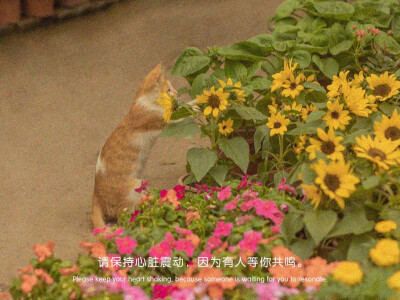朋友圈背景图 壁纸