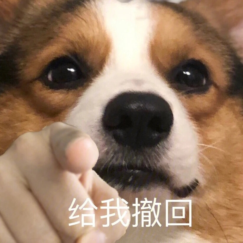 狗狗表情包