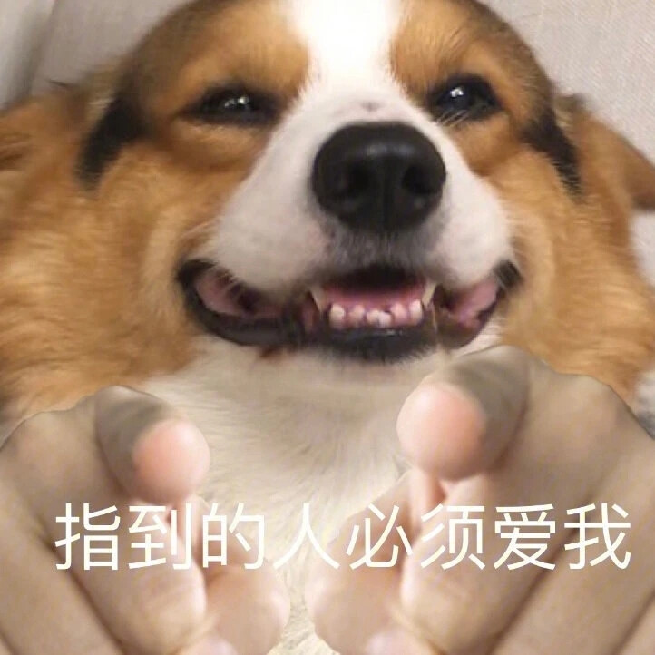 狗狗表情包