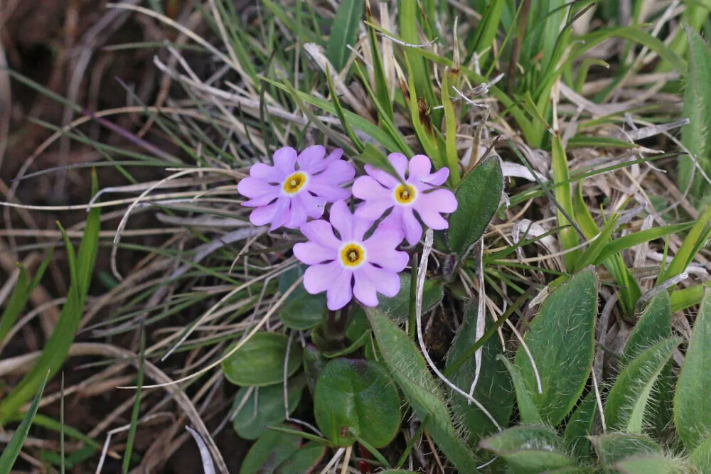 束花粉报春