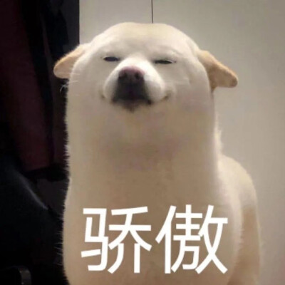 狗狗