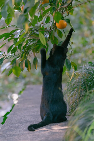 猫咪（摄影师 喵呜不停）