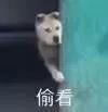 狗狗