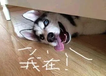 狗狗