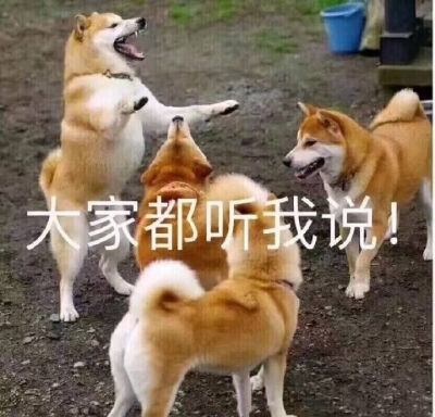 狗狗