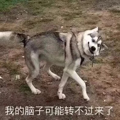 狗狗