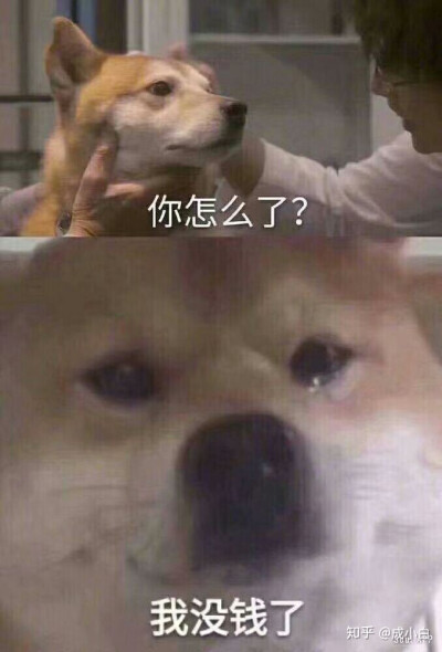 狗狗