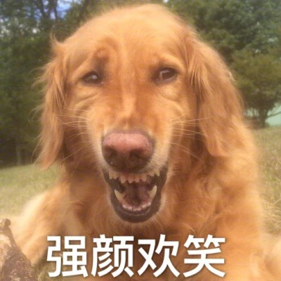 狗狗