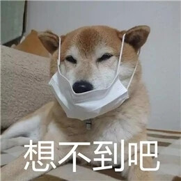 狗狗