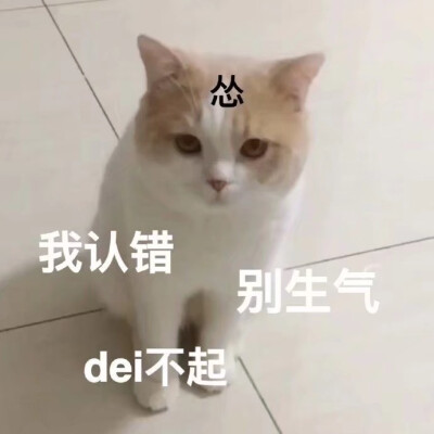 小猫猫，熊猫也要