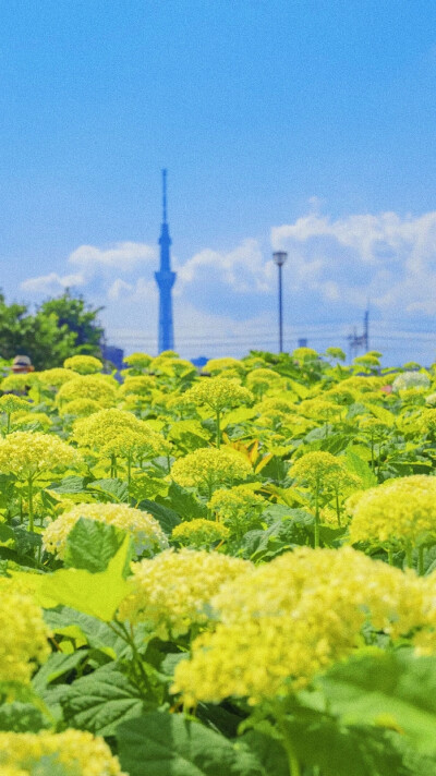 壁纸 ‖ 调色 ‖ “在山谷湖泊间拾荒 捡拾散落的星辰和光.” （图源网络侵删）